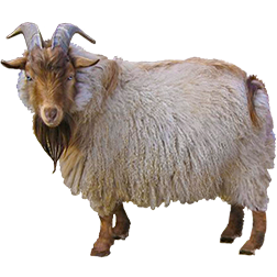 Nigora Goat